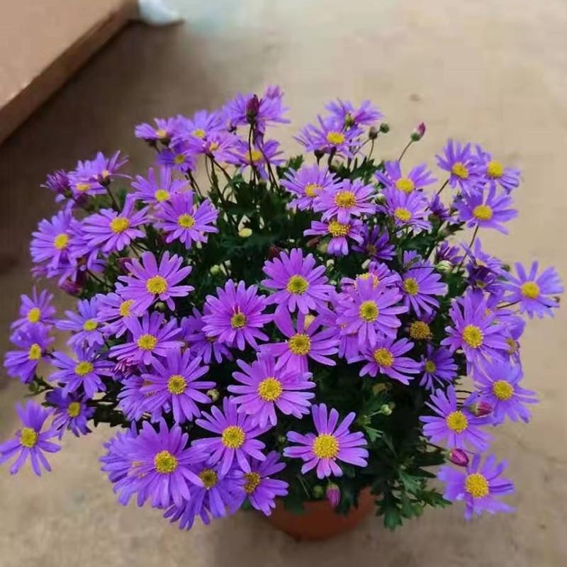 เมล็ดพันธุ์ ดอกครีพปิ้ง เดซี่ เมล็ดพันธุ์ ดอกเดซี่ 150เมล็ด ปลูกได้ทั่วไทย Daisy Seeds Flower Seeds บอนสี ต้นไม้มงคลสวยๆ - รูปที่ 6