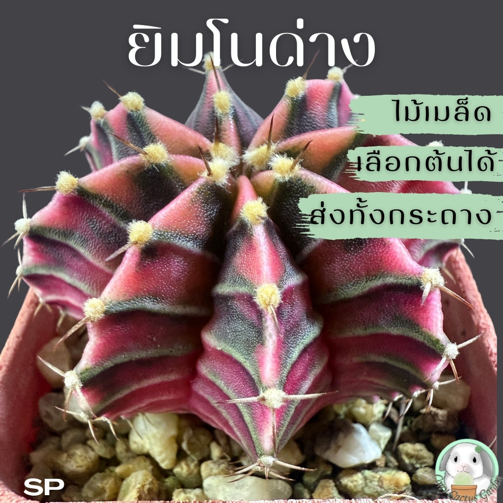 ต้นยิมโนด่าง เลือกต้นได้ LBHBด่าง SET SP (gymnocalycium) - กระบองเพชร ราคาถูก แคคตัส