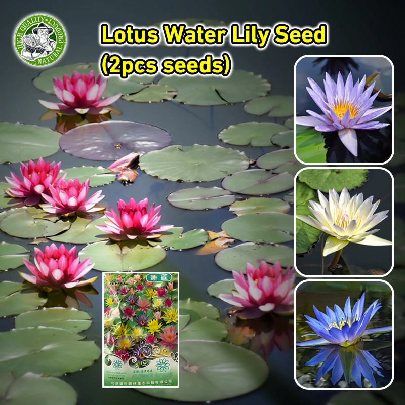เมล็ดพันธุ์ ดอกบัวน้ำ เมล็ดบัวจิ๋ว Mini Lotus Water Lily Seeds Hydroponic Flower เมล็ดดอกไม้ พันธุ์ดอกไม้ บัวแคระญี่ปุ่น