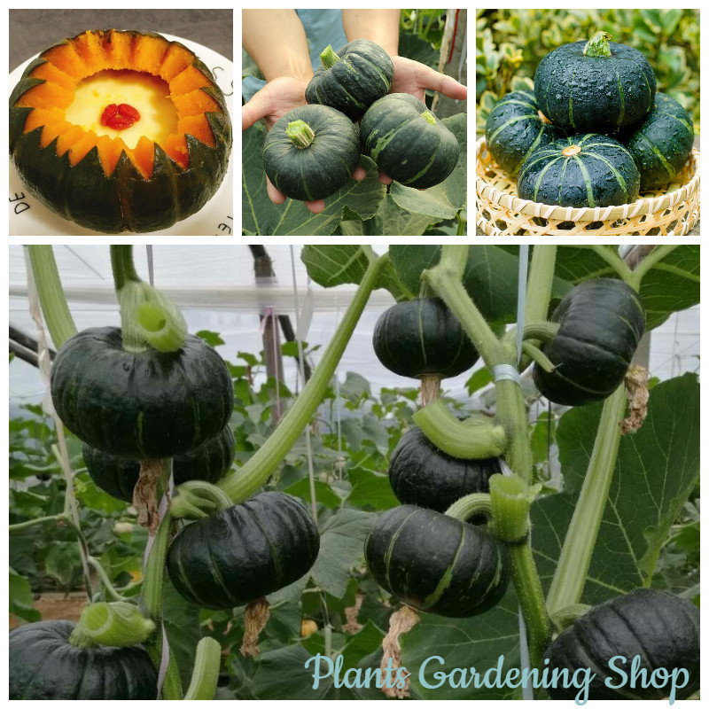 เมล็ดพันธุ์ ฟักทอง Beibei Japanese Pumpkin Seeds Mini Chestnut Pumpkin Seeds แต่ละแพ็คมี 10 เมล็ด - 