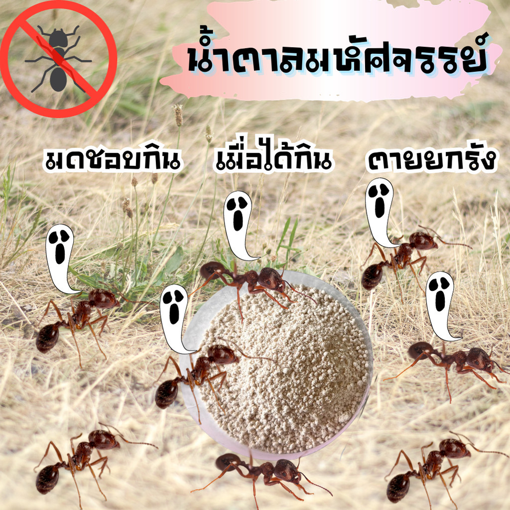 น้ำตาลกำจัดมด น้ำตาลมหัศจรรย์ ใช้งานง่าย โรยตามพื้น จากร้านลุงเอ็ม