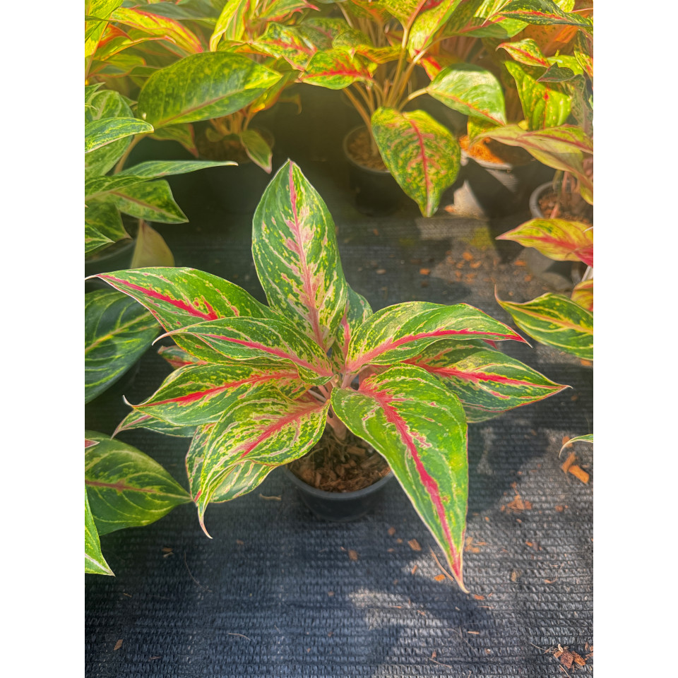 มุมมอง 4