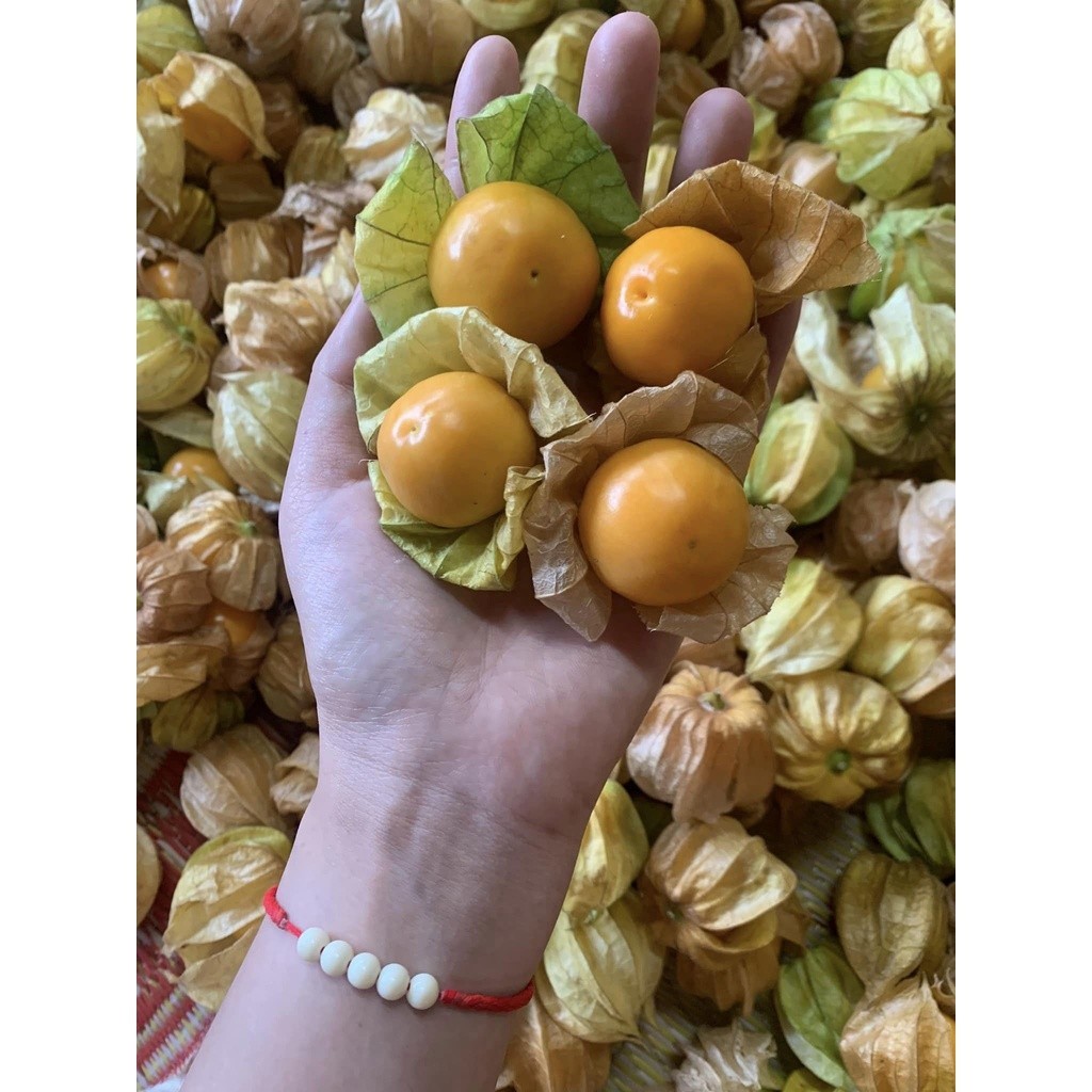 เคพกูสเบอร์รี่ หรือโทงเทงฝรั่ง ล็อตแรกของสวน เก็บสด ขนาด 1kg.ผลไม้สด คัดเกรดโครงการหลวง