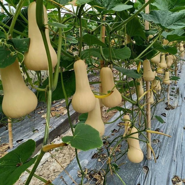 [10แถม1คละได้ ] เมล็ดพันธุ์ บัตเตอร์นัทสควอช ฟักทองฝรั่ง Butternut Squash 2-5 เมล็ด มีคู่มือการปลูก