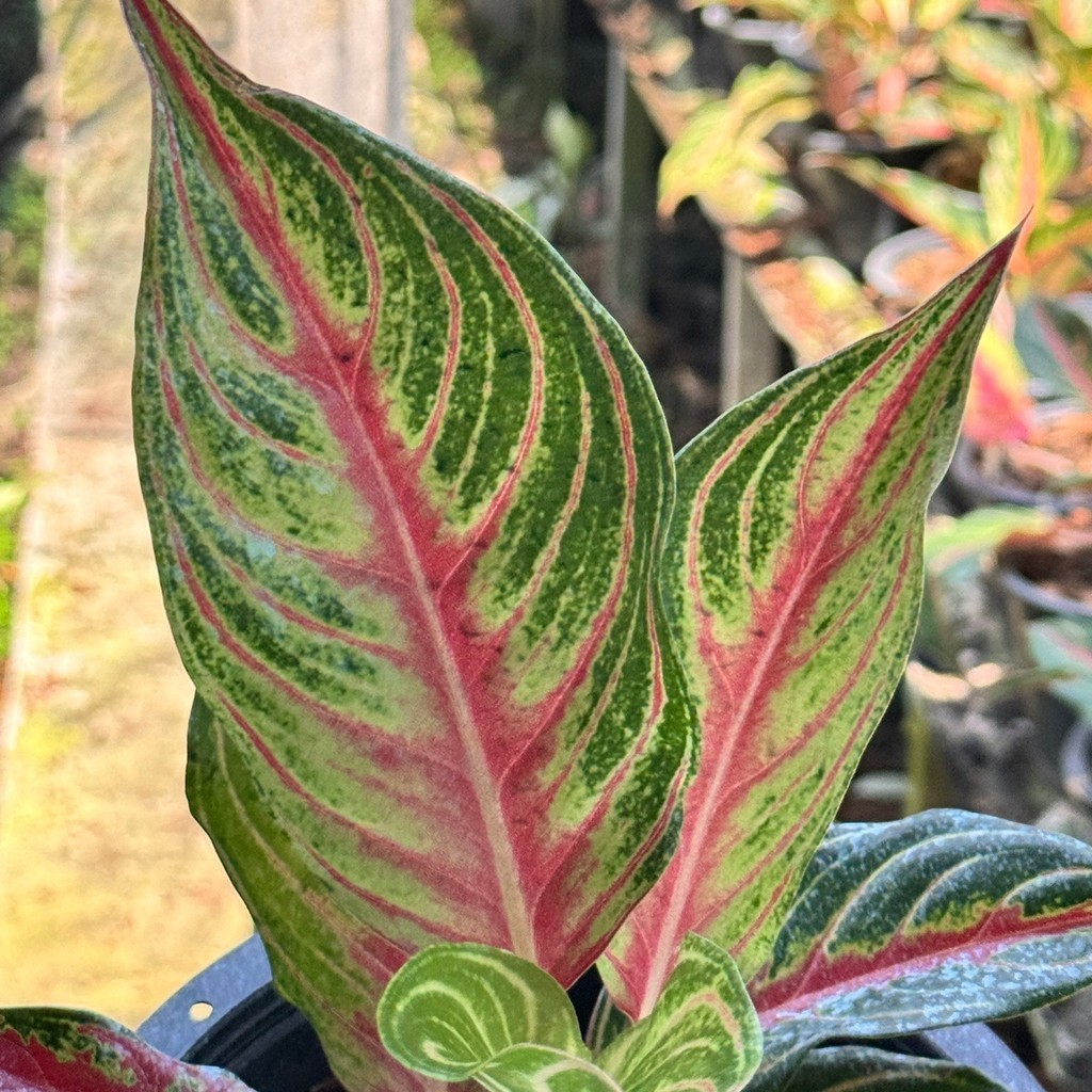 มุมมอง 5