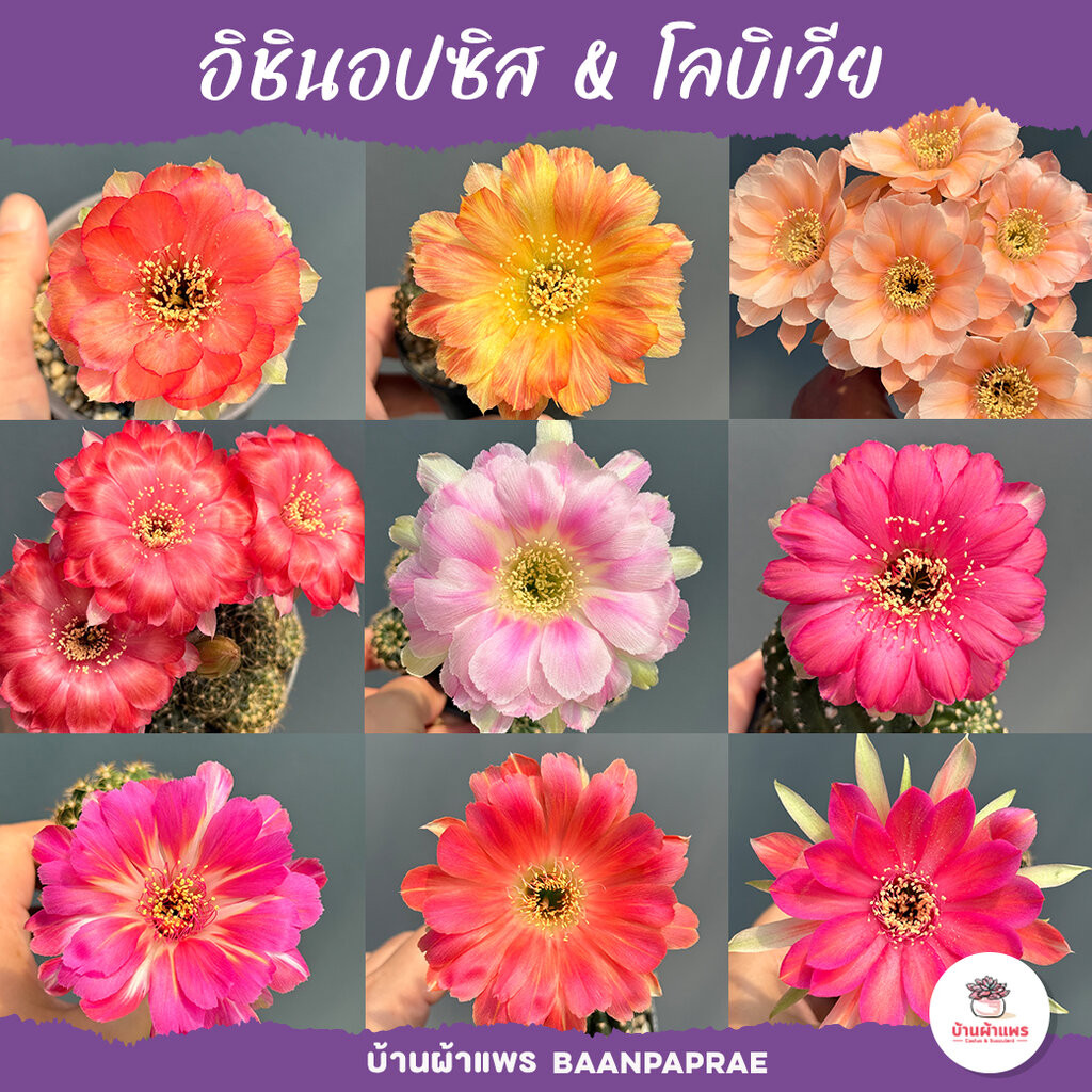 อิชินอปซิส & โลบิเวีย Echinopsis & Lobivia แคคตัส กระบองเพชร cactus&succulent
