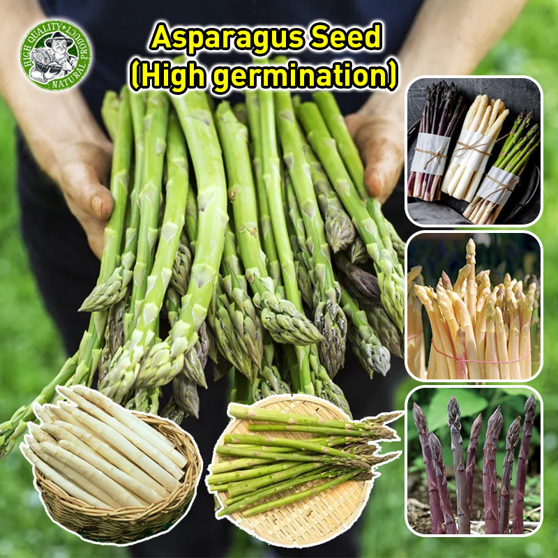 🌱เมล็ด หน่อไม้ฝรั่ง/หน่อไม้ฝรั่งม่วง/หน่อไม้ฝรั่งขาว/เมล็ดหน่อไม้ฝรั่ง Asparagus Seed เมล็ดพันธุ์ผัก