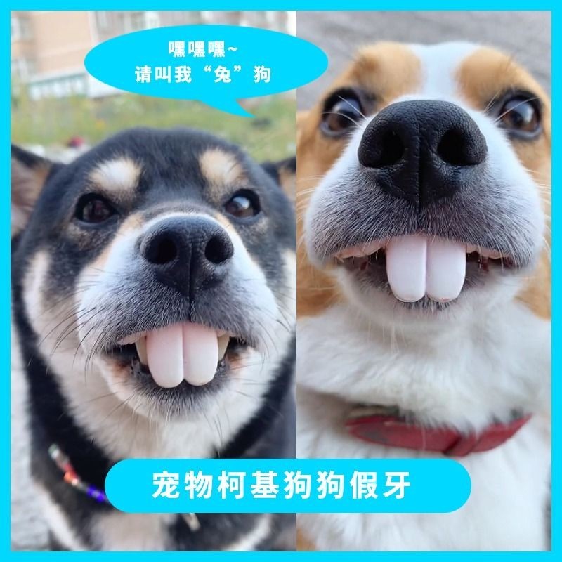 สัตว์เลี้ยง Corky สุนัขฟันปลอมของเล่นกระต่ายประตูฟันปลอมเหล็กดัดฟันตลกของเล่นตลกตลก