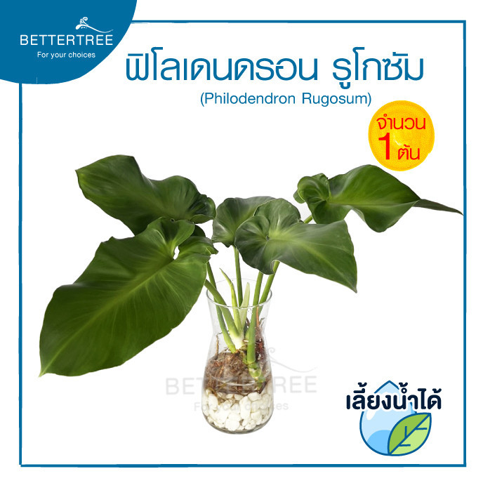 ฟิโลเดนดรอน รูโกซัม (จำนวน 1 ต้น )เลี้ยงน้ำได้ (Philodendron rugosum) ไม้มงคล ไม้ฟอกอากาศ