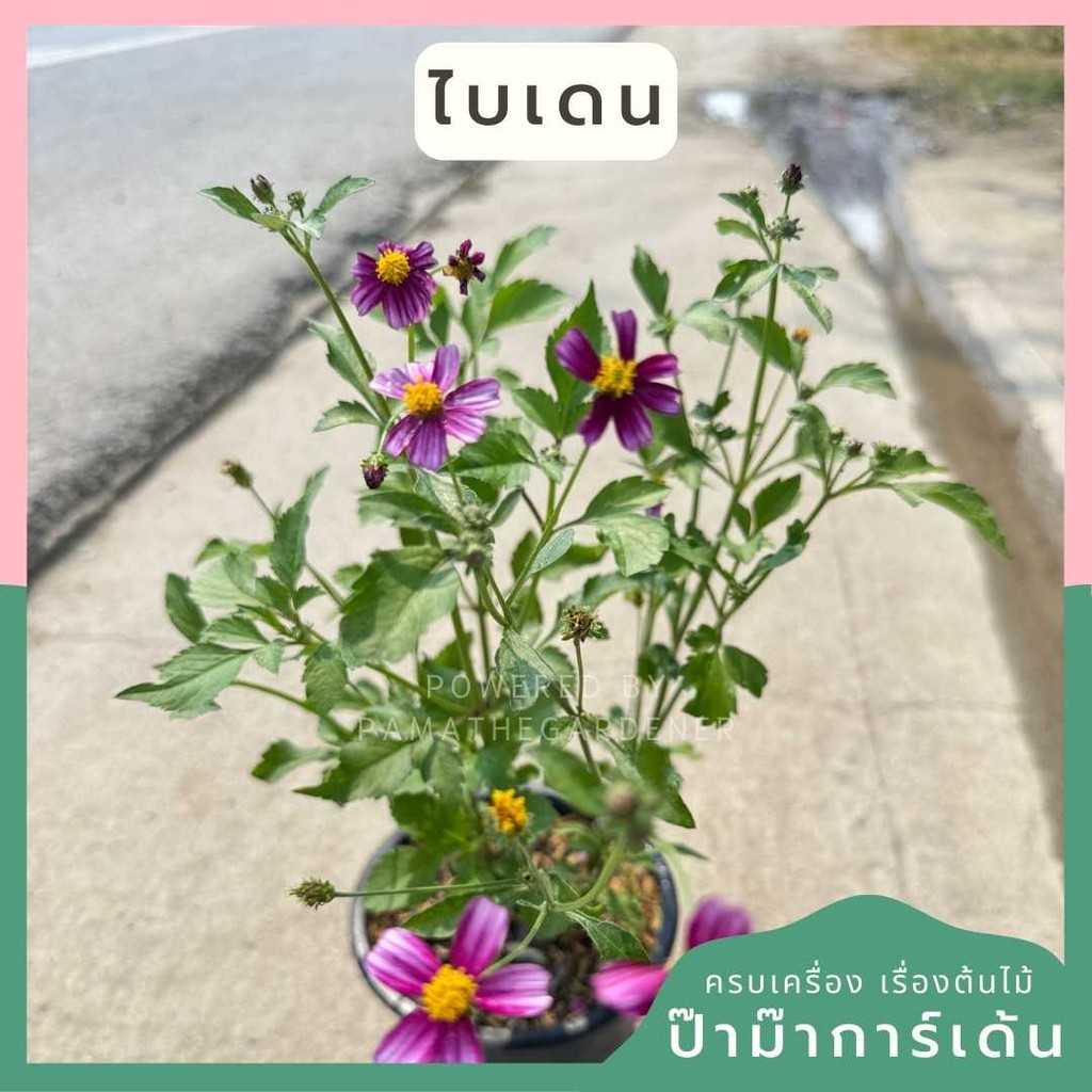 ต้นไบเดน  ดาวกระจายไต้หวัน (Bidens pilosa L. )