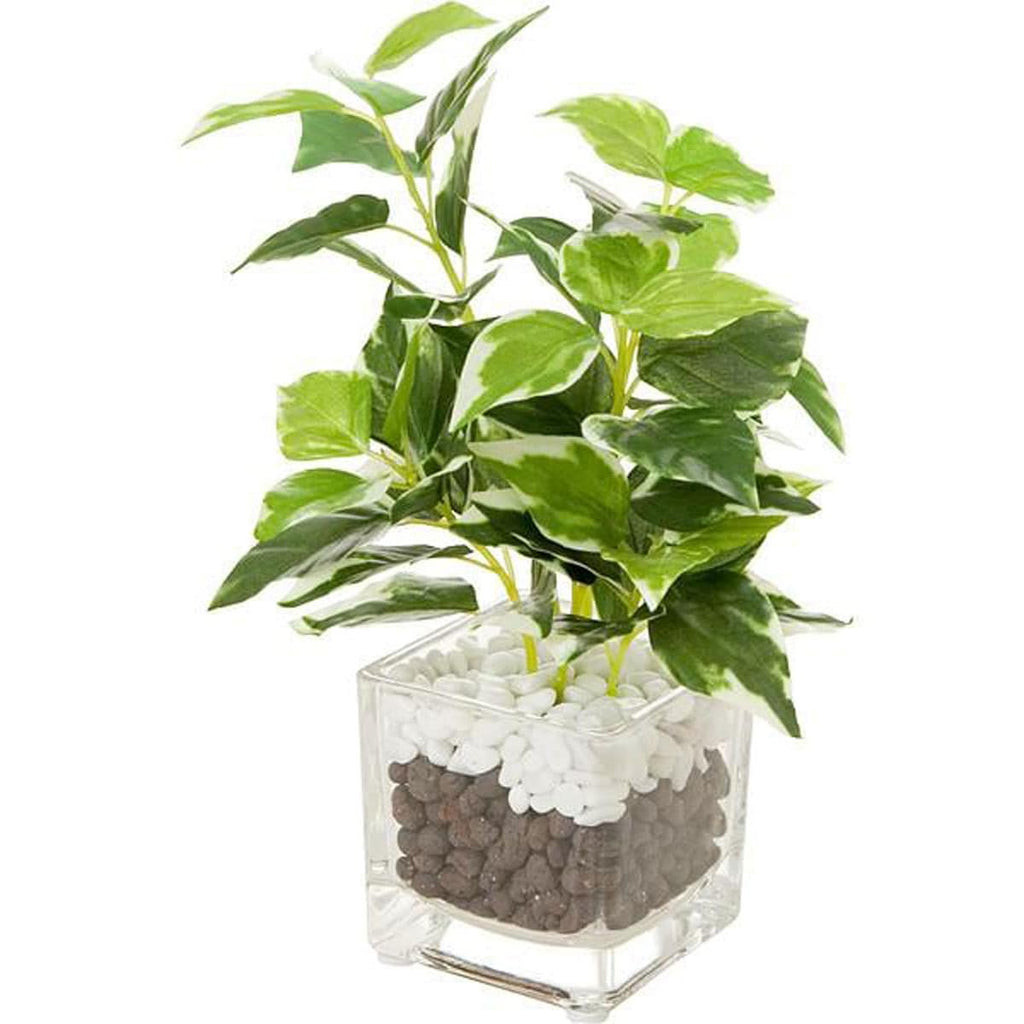 NITORI 20CM PEPEROMIA  SMALL GLASS POT