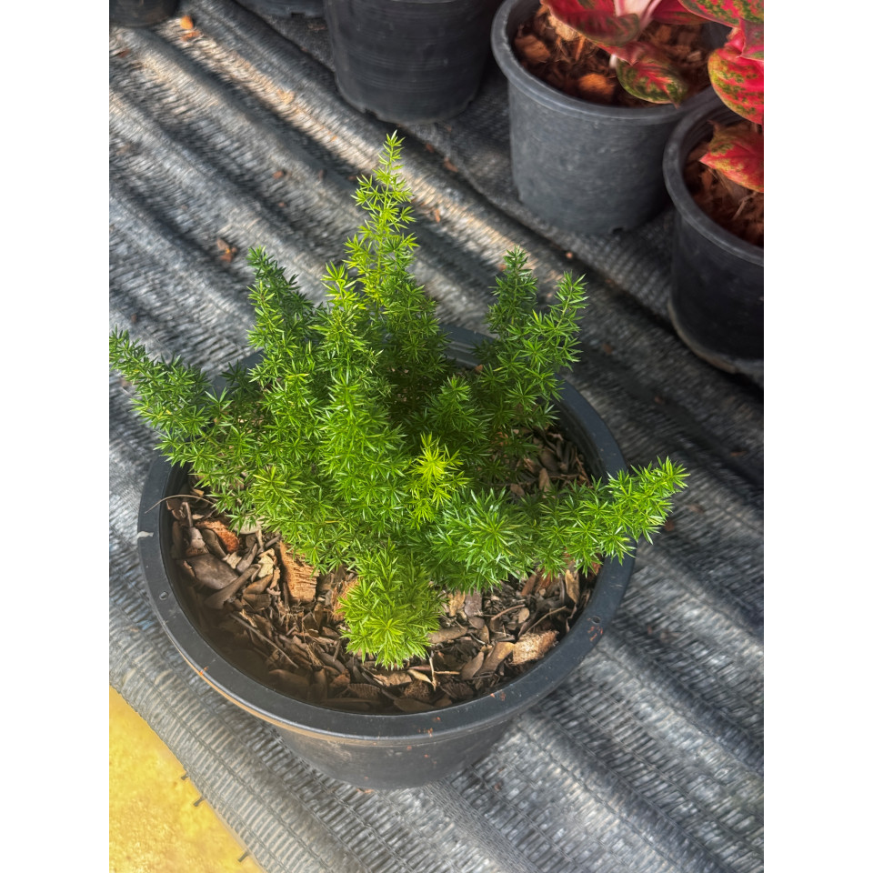 มุมมอง 5