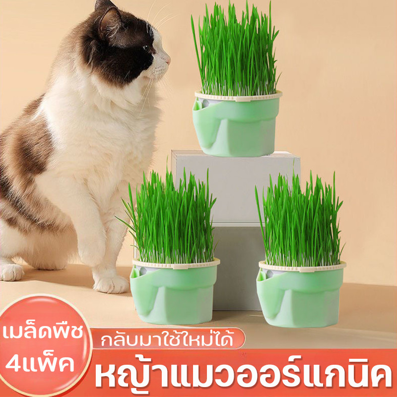 ชุดปลูกหญ้าแมว ออร์แกนิค ชุดปลูกข้าวสาลีแมว ถาดเพาะต้นอ่อน เมล็ดพืช 4แพ็ค นํากลับมาใช้ใหม่ได้