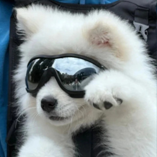 ลูกสุนัข คอร์กี้ แว่นตาสัตว์เลี้ยง แว่นตาสุนัข แว่นกันแดดสุน…