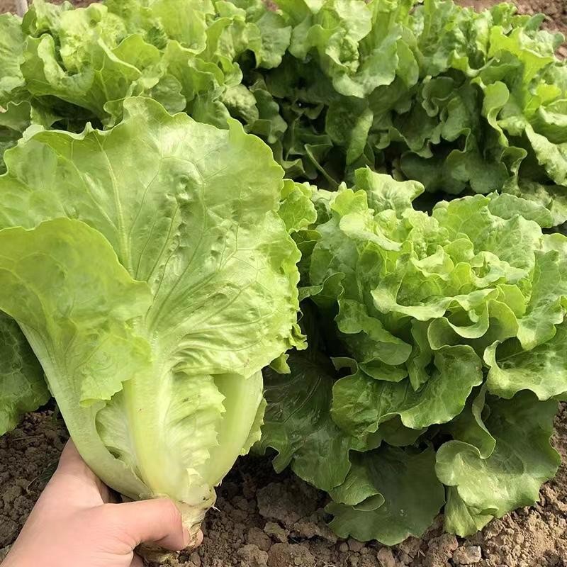 เมล็ดพันธุ์ ผักกาดหอม อิตาลี สีเขียว (500เมล็ด/ซอง) ผักกาดหอมสลัด Rapid Leafy Romaine Lettuce Seeds Vegetable Plants - รูปที่ 3