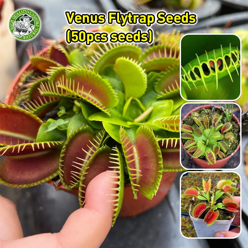 สินค้าดี มีคุณภาพ กาบหอยแครงปากแดง เมล็ดบอนสี Venus Flytrap Seeds Fly Trap Funny Plants Seeds Venus 