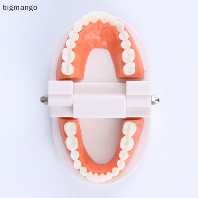 [bigmango] โมเดลฟันปลอม แบบมาตรฐาน สําหรับผู้ใหญ่ พร้อมส่ง