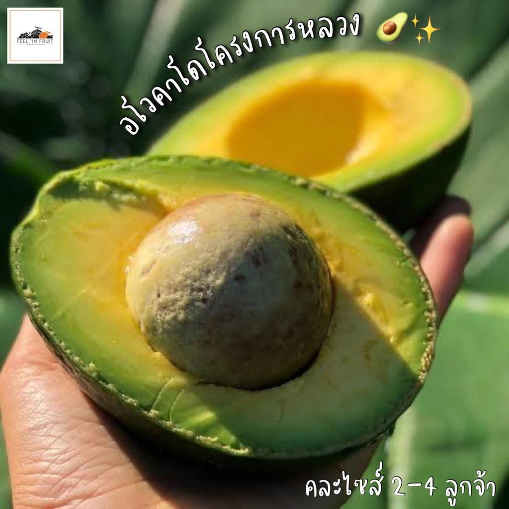 สด ใหม่จาก ฟาร์ม ทุกวัน อโวคาโดโครงการหลวงเชียงใหม่ (1 กิโล 2-4 ลูก) แก่จัด รสหวานมัน ราคา ส่ง ถูกที่สุด