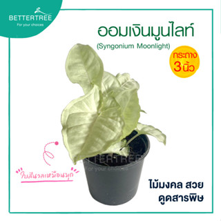 ออมเงินมูนไลท์ กระถาง 3 นิ้ว ต้นไม้มงคล ไม้ฟอกอากาศ