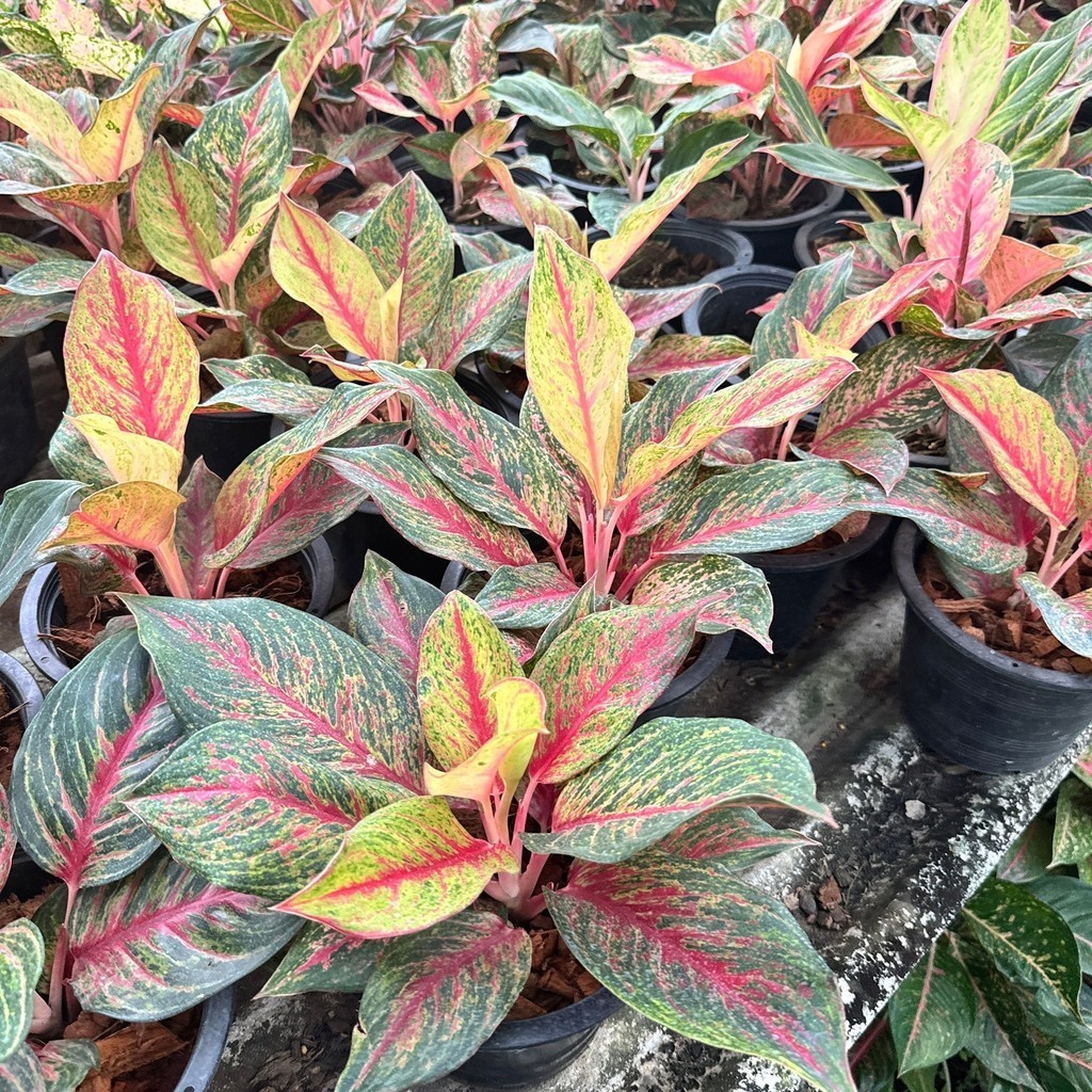 มุมมอง 2