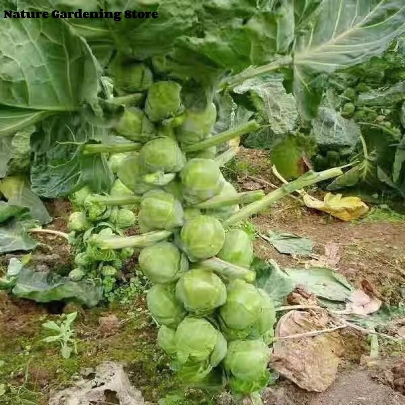 เมล็ดพันธุ์ กะหล่ำดาว บรรจุ 20 เมล็ด Brussels Sprouts Seed Organic Vegetable Seeds for Planting เมล็ดกะหล่ำบรัสเซลส์