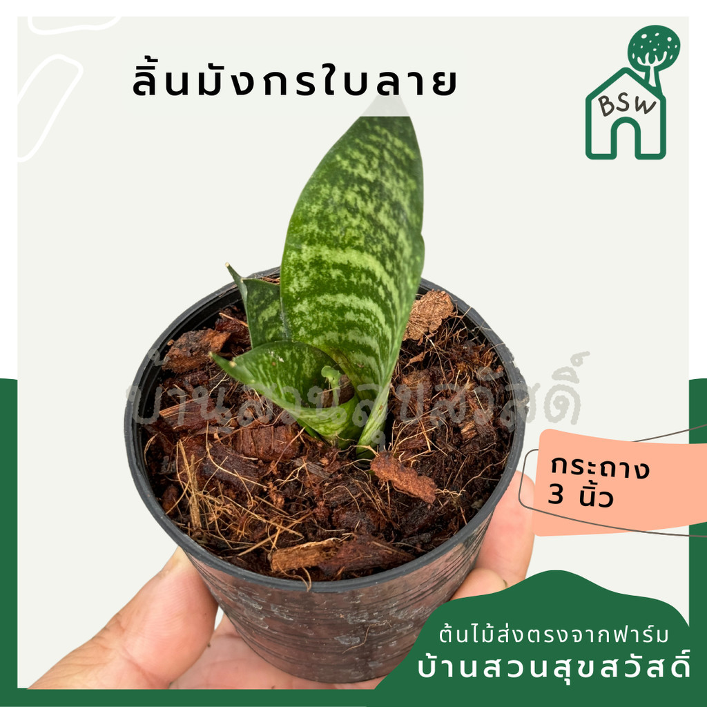 ต้นลิ้นมังกรลาย ส่งพร้อมกระถาง 3 นิ้ว – โปรปัง