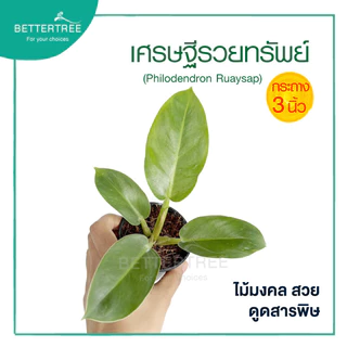 เศรษฐีรวยทรัพย์ กระถาง 3 นิ้ว ต้นไม้ฟอกอากาศ ต้นไม้มงคล ต้นไม้ในร่ม ต้นไม้