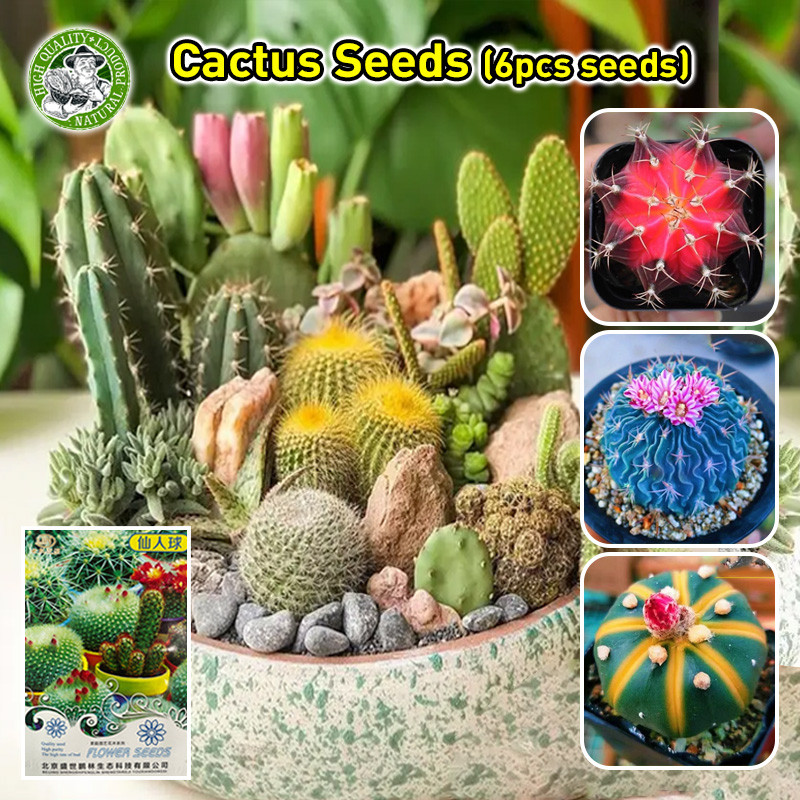 ปลูกง่าย Random Cactus Seeds Rare Cactus Plant Seeds Flower Seeds Indoor Air Purifying Succulent Pla
