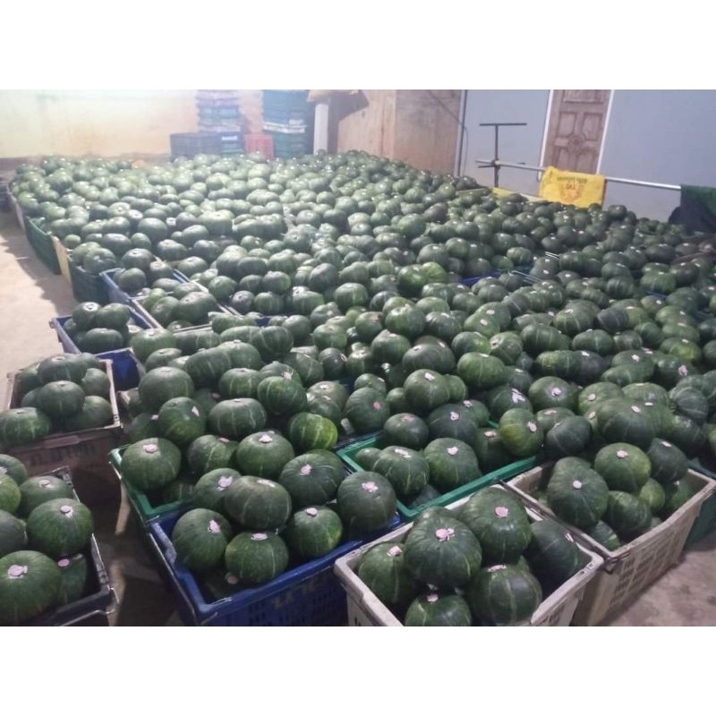 สด ใหม่ จาก ฟาร์ม ทุกวัน ฟักทองญี่ปุ่น ลูกละ 1kg+- สดจากสวนพร้อมส่ง ราคาย่อมเยาว์