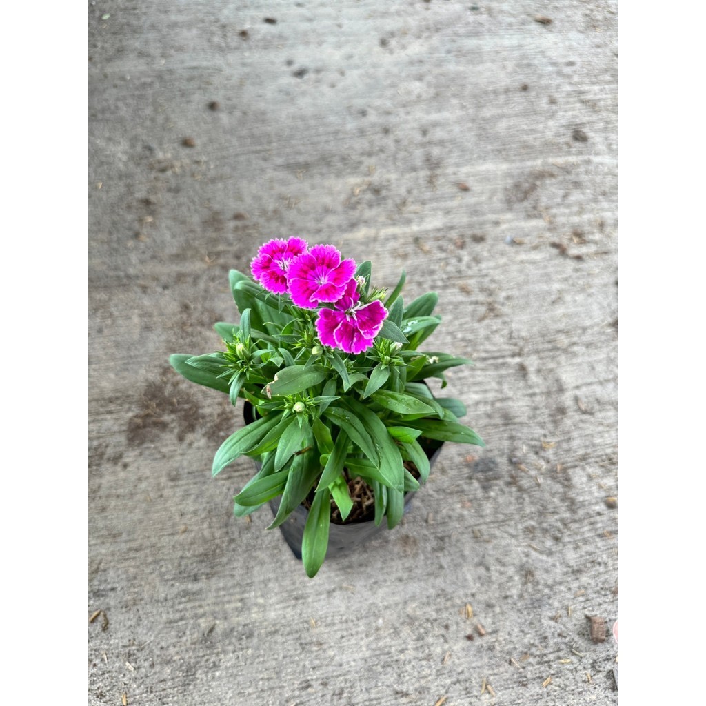 ผีเสื้อคาร์เนชั่น มาพร้อมกระถาง 5-6 นิ้ว หรือ ถุงดำ Dianthus chinensis