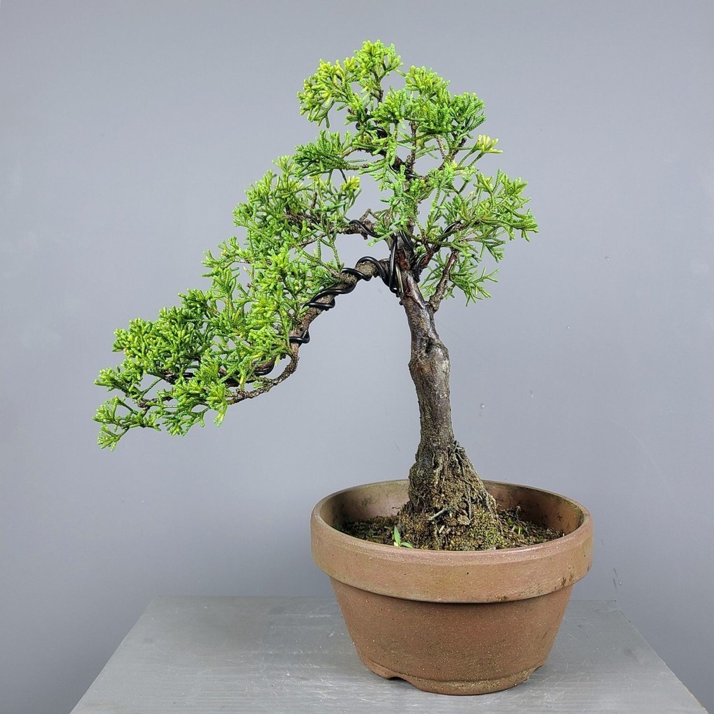 Jeju Real Cypress Bonsai กองเก่าระดับไฮเอนด์ Linshui เตี้ยและทนต่อความหนาวเย็น