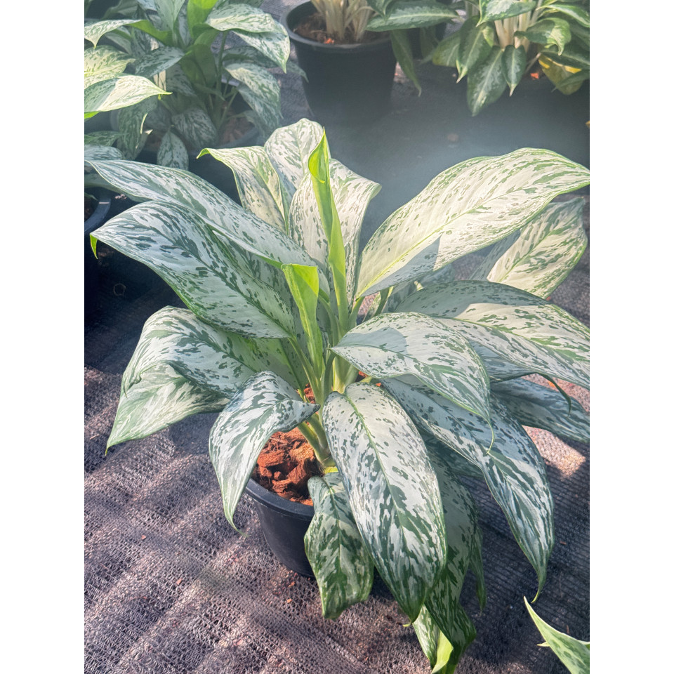 มุมมอง 6