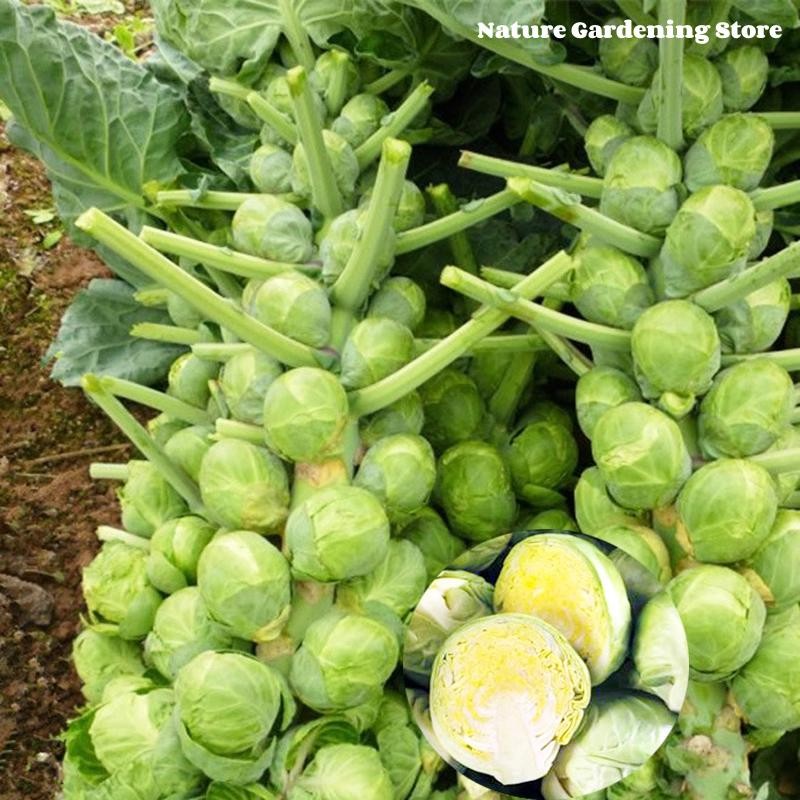 เมล็ดพันธุ์ กะหล่ำดาว บรรจุ 20 เมล็ด Brussels Sprouts Seed Organic Vegetable Seeds for Planting เมล็ดกะหล่ำบรัสเซลส์