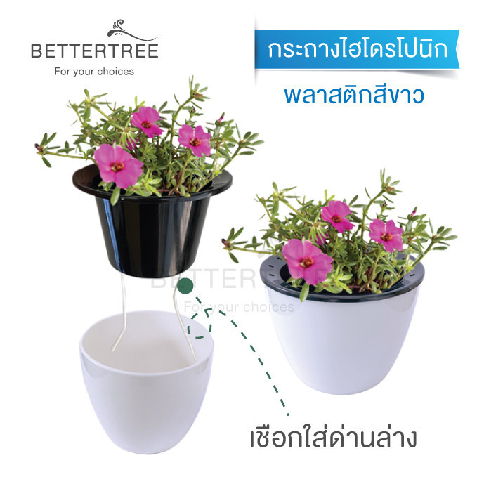 กระถางไฮโดโปนิกสีขาวชั้นด้านในสีดำ ขนาด 3 นิ้ว  กระถางไฮโดโปนิก รดน้ำได้อัตโนมัติ รดน้ำ - รูปที่ 2