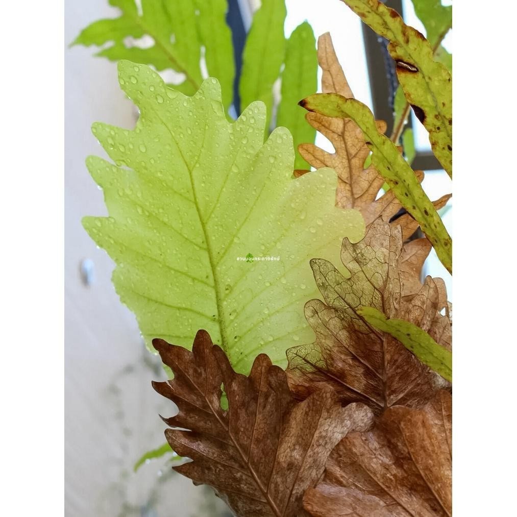 เฟิน, เฟิร์นกระแต, ต้นเฟิร์น, หัวว่าว - รูปที่ 6