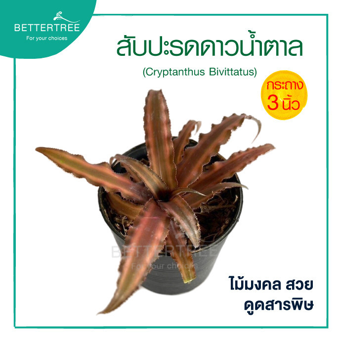 สับปะรดดาวน้ำตาล กระถาง 3 นิ้ว ต้นไม้มงคล ต้นไม้
