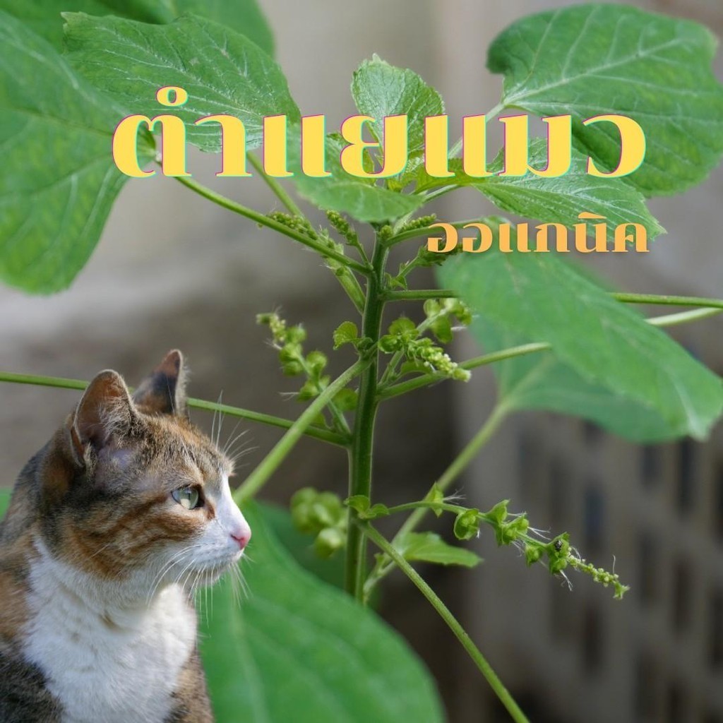 ตำแยแมวตัดสดรากใหญ่เก็บวันต่อวัน จำนวน 10 ราก ราคา ถูกที่สุด ดีลบีเคเค