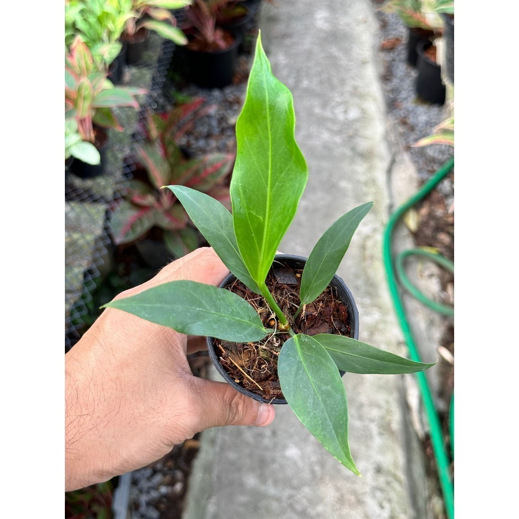 มุมมอง 5