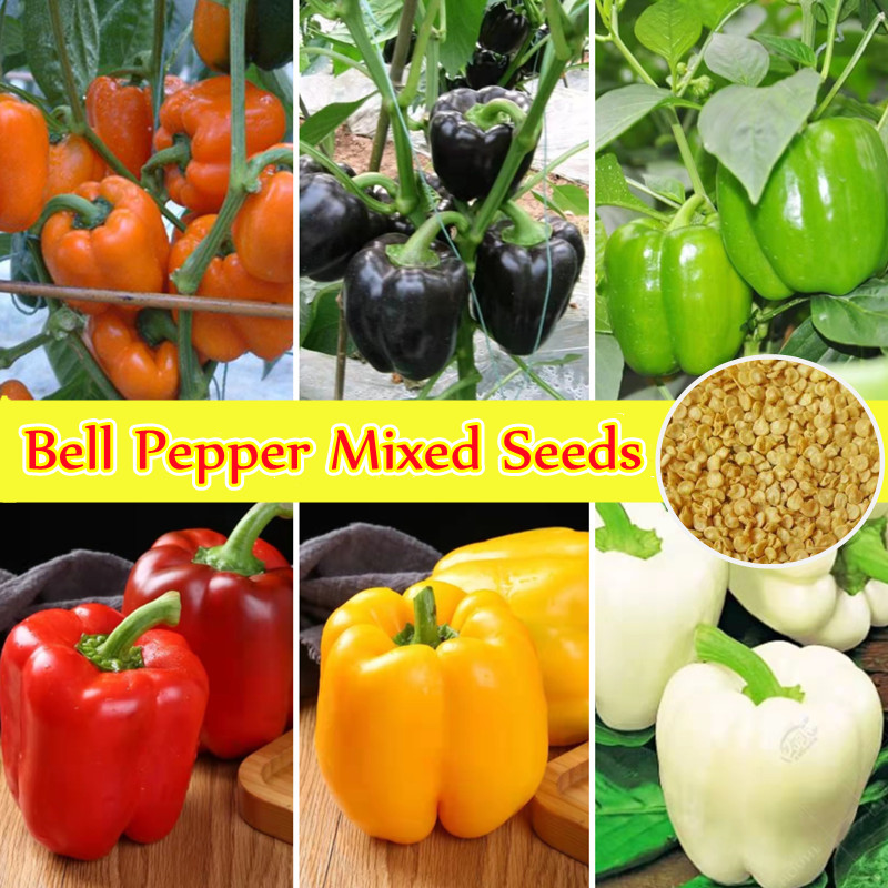 เมล็ดพันธุ์ พริกหวาน Bell Pepper Seeds บรรจุ 50 เมล็ด Bonsai Vegetable Seeds เมล็ดพันธุ์ผัก ต้นผลไม้ บอนไซ พันธุ์ผัก
