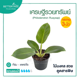 เศรษฐีรวยทรัพย์ กระถาง 3 นิ้ว ต้นไม้ฟอกอากาศ ต้นไม้มงคล ต้นไม้ในร่ม ต้นไม้