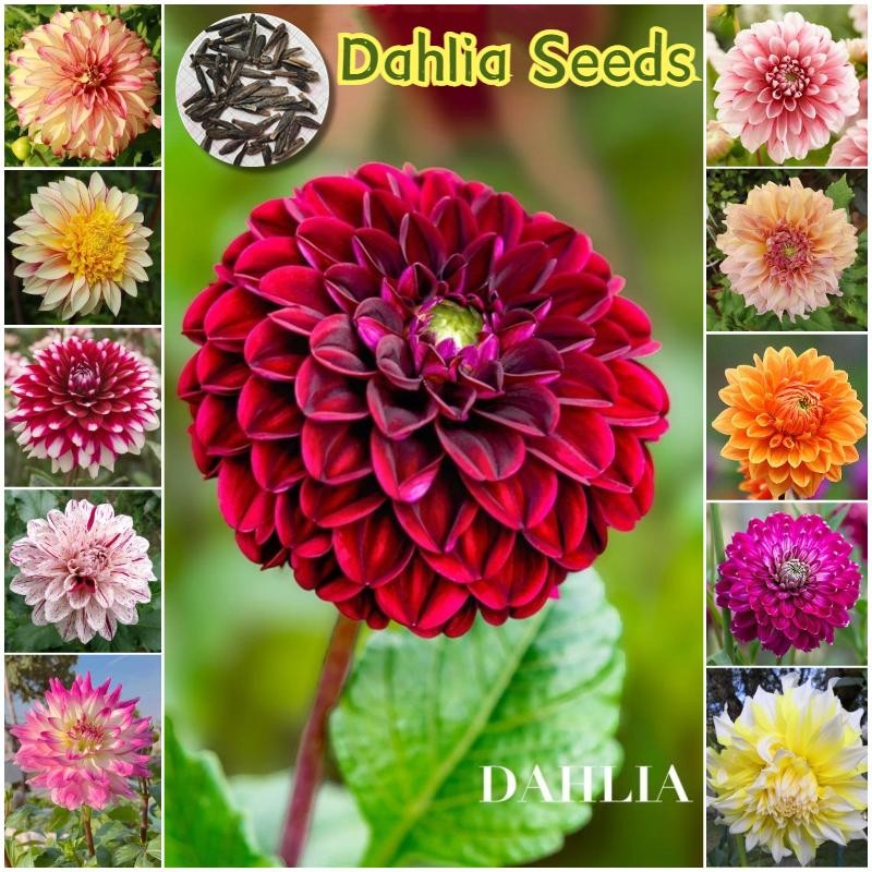 เมล็ดพันธุ์ ดอกรักเร่คละสี 100 เมล็ด Dahlia Flower Seeds ต้นไม้ฟอกอากาศ บอนสีหายาก เมล็ดดอกไม้ เมล็ดบอนสี พันธุ์ดอกไม้