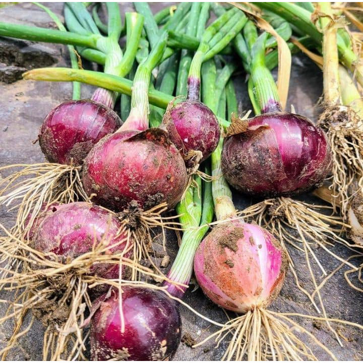 [10แถม1คละได้ ] พันธุ์หัวหอมศรีสะเกษ หอมแดง สำหรับปลูก สวยแบบไม่ตัดจุก มีคู่มือการปลูก - รูปที่ 5