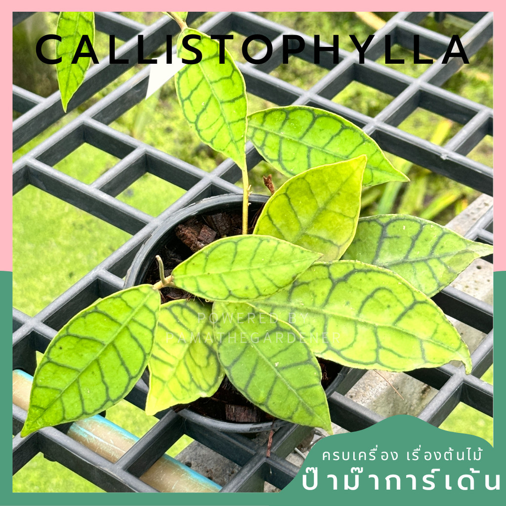 Hoya callistophylla พร้อมกระถาง 4 นิ้ว