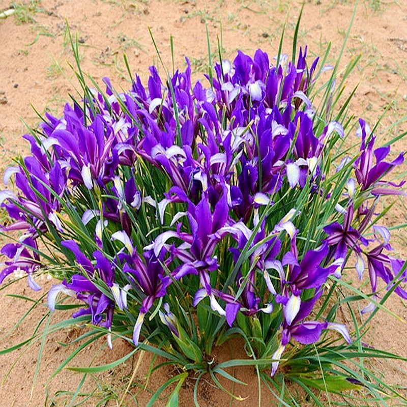 เมล็ดพันธุ์ กล้วยไม้ม้า Horse orchid Flower Seeds Iris lactea เมล็ดดอกไม้ (แต่ละแพ็คมี 50 เมล็ด - Se