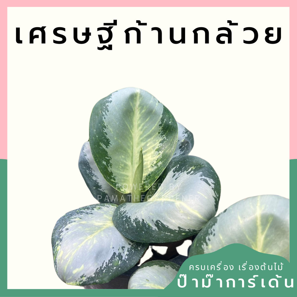 อโกลนีม่า เศรษฐีก้านกล้วย Aglaonema sp. 'Kankluai'