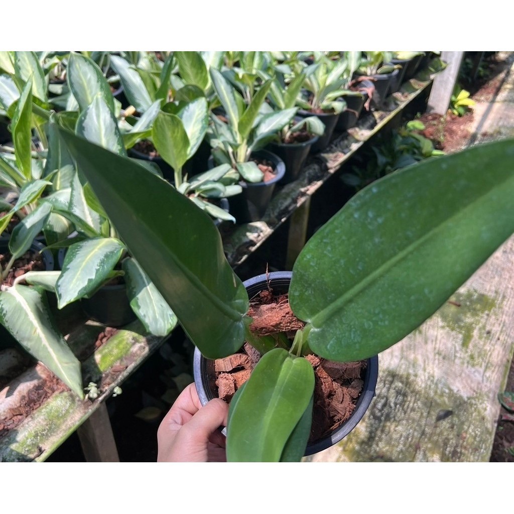 มุมมอง 3