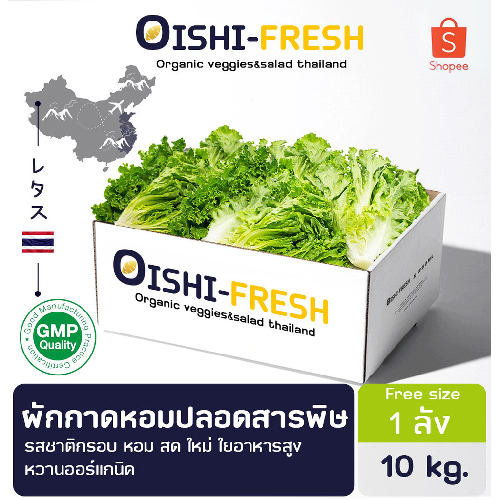 🚨ส่งด่วน🥢ร้านอาหาร🥬ผักกาดหอมปลอดสารพิษ 10 กก. ผักร้านอาหาร ผักยกลัง ผักราคาส่ง ผักชาบู ผักโรงแรม ส่ง 24 ชม.