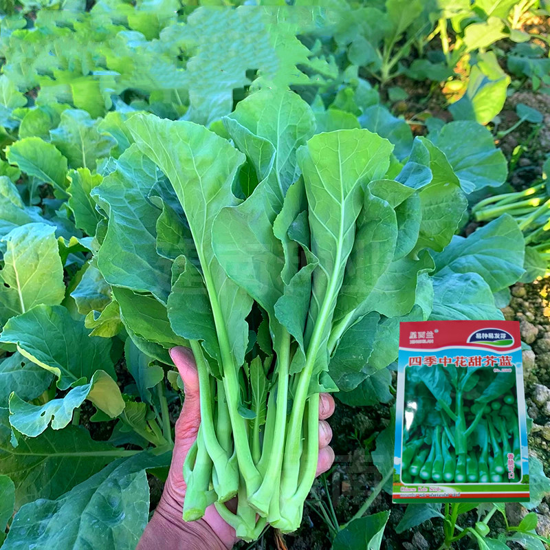 เมล็ดพันธุ์ คะน้าฮ่องกง เมล็ดพันธุ์แท้ คะน้าเห็ดหอม บรรจุ 400 เมล็ด Chinese Kale Seed Vegetable Seeds เมล็ดคะน้า เมล็ดพั