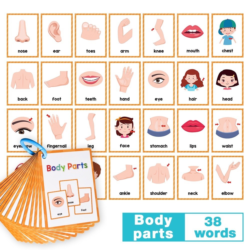 Body Parts English Flash Cards สมุดการ์ดคำศัพท์ภาษาอังกฤษ การ์ดภาษาอังกฤษเพื่อการศึกษา การ์ดแฟลชภาษาอังกฤษ