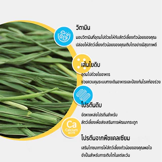 1kg WheatGrassHay วีทกลาส หญ้าแมว ต้นข้าวสาลีอบลมร้อน หญ้ากระต่าย หนูแกสบี้ ชินชิลล่า